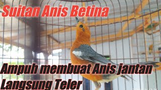 Suitan Anis merah Betina