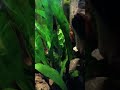 Hide and Seek Champ