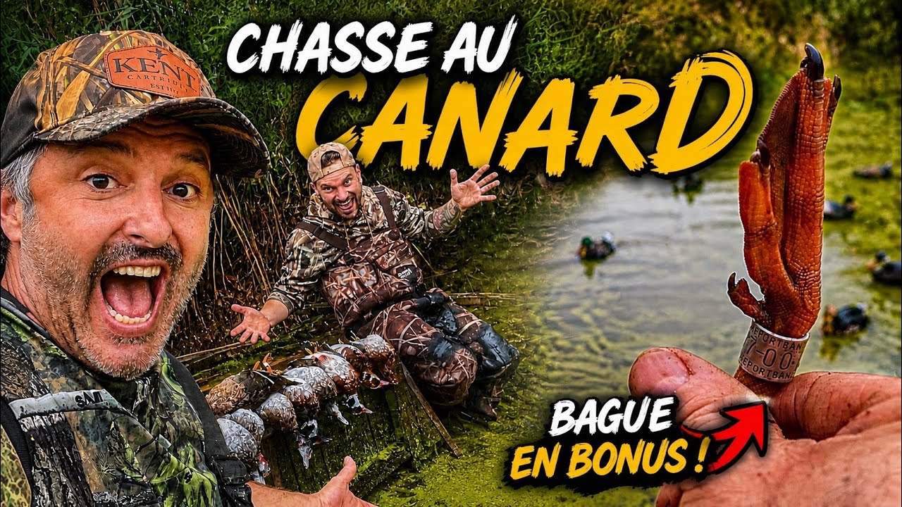 Chasse au canard au marais