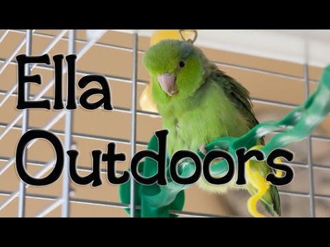 parrotlet cage Parrotlet Ella Outdoors