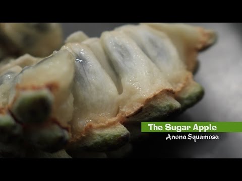 Guyanese Sapodilla