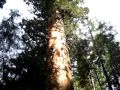 Climbing old growth giant sequoia  behind the scenes