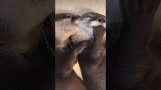 Cute Otters Compilation 🦦