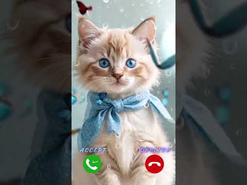 Baby Blu Is Calling Calls Cat Catcalling Ringtone Catlover Catshorts Blues