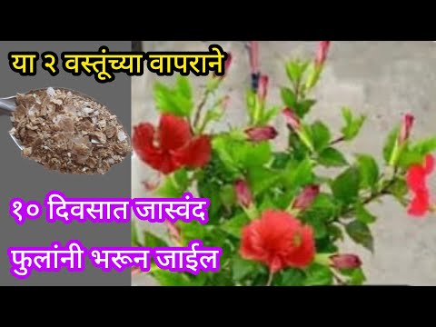 घरातील या वस्तूंच्या वापराने जास्वंद फुलांनी भरून जाईल||Organic fertilizer||#spgardeningmarathi