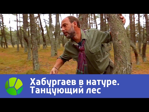 Танцующий лес. Хабургаев в натуре | Живая Планета