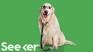 Can Pets Make Us Healthier? Can Pets Make Us Healthier?