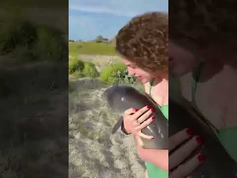 Vidéo: Comment s'appelle un bébé dauphin ?