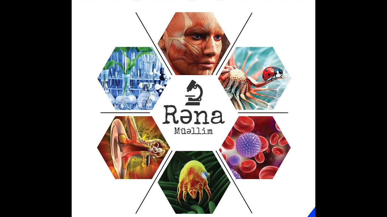 Sümük və sümük birləşmələri