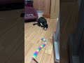 4893 目をつぶって🐱チャー