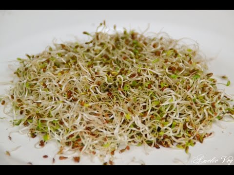 Graines germées d'alfalfa : origine, culture et vertus de la reine de la  germination