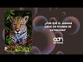 La amenaza que podría borrar al jaguar de México  | La espuma de los días #adnnoticiasradio