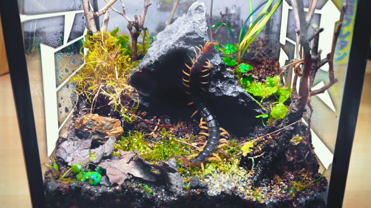 【ビバリウム】トビズムカデを自然な飼育環境で飼う