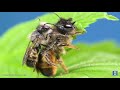 Never seen before solitary bees honeymoon mating reproduction