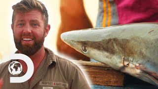 Researcher Discovers An “Extinct” Pondicherry Shark! | Extinct Or Alive: