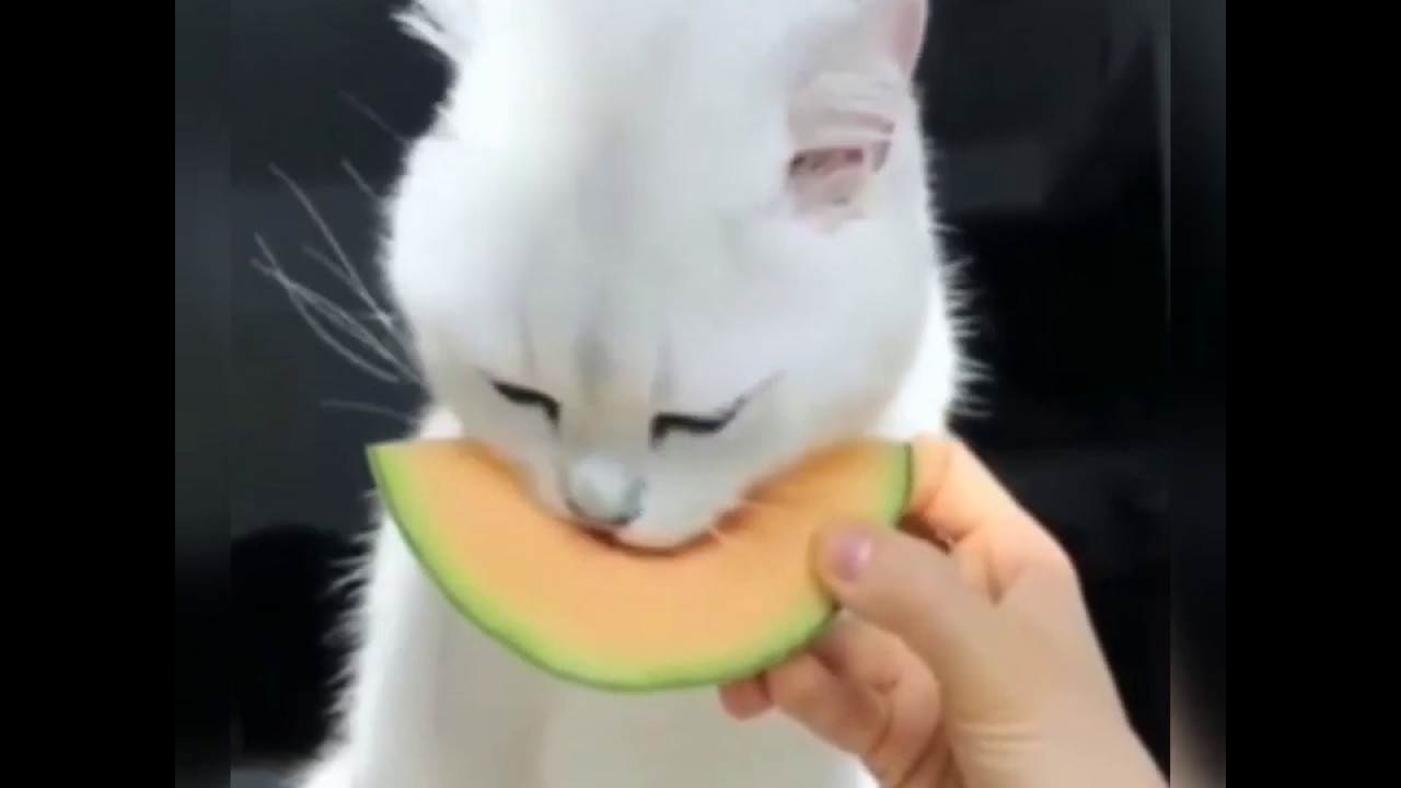Funny Pet's Compilation #7 - YouTube