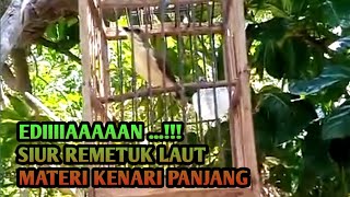Download lagu Ediiiaaannn !!! Siur Remetuk Laut Materi Kenari Panjang