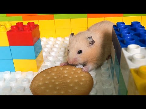 my-funny-pet-hamster-escape-giant-lego-maze---three-cute-hamster-running-in-maze-obstacle-course