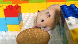 My Funny Pet Hamster Escape Giant Lego Maze - Three Cute Hamster Running in Maze Obstacle Course