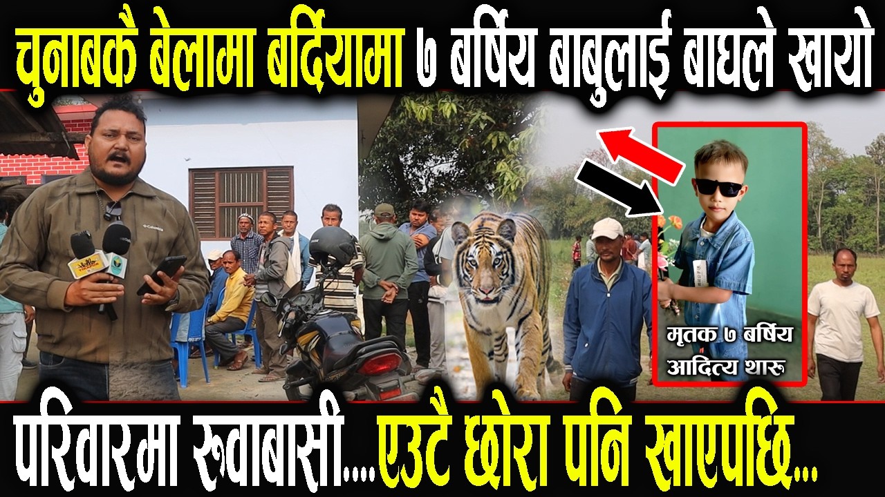 चुनाबमै बेलामा बर्दियामा ७ बर्षिय बाबुलाई बाघले  खा