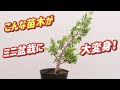 【真柏の挿し木素材】こんな苗木でもミニ盆栽になります！ / 初心者向け / 盆栽作り方 /【じいじの盆栽ch】【Japanese bonsai】