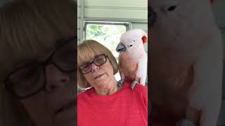 Talkative Cockatoo