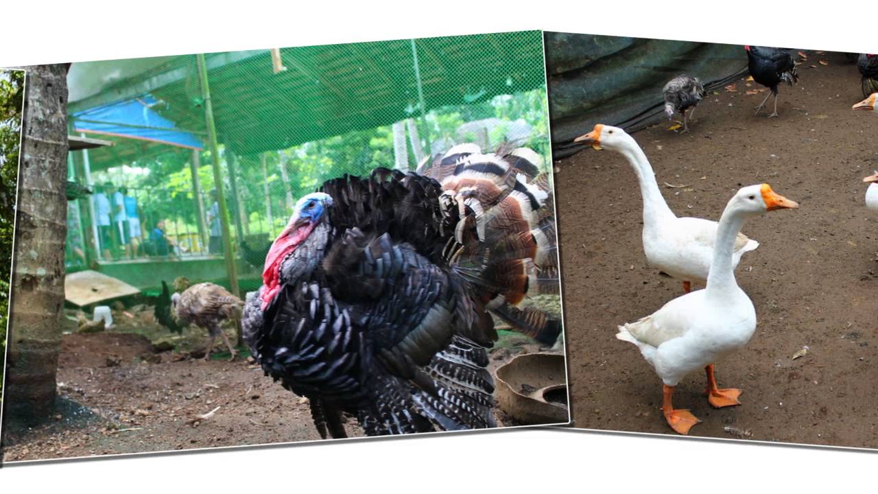 Win Farm at Camp Benjamin: A Classic Natively Distinctive Adventure