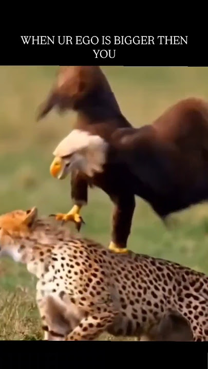 Big Ego, Eagle Vs cheetah
