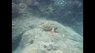 Reef triggerfish (humuhumunukunukuapua'a) charging!