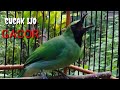 Masteran Dan Pancingan Cucak Ijo Biar Emosi Mp3 - Mp4 Download