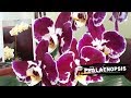 Как добиться пышного цветения Орхидей Фаленопсиса