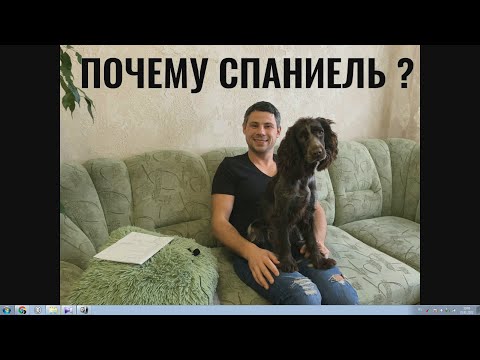 Почему Спаниель !Собака и дети! Собака в квартире.Плюсы и минусы, Факты, Уход, Русский Спаниель
