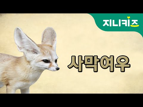 사막여우 (Fennec Fox) | 생생자연도감 | 어린이 자연관찰 Kids Science ★지니키즈 과학동화