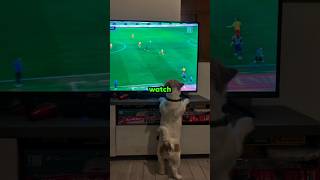 These Dogs Thought Tv Was Real