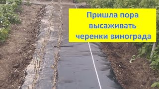 Высаживаю черенки винограда в грунт. Май 2023