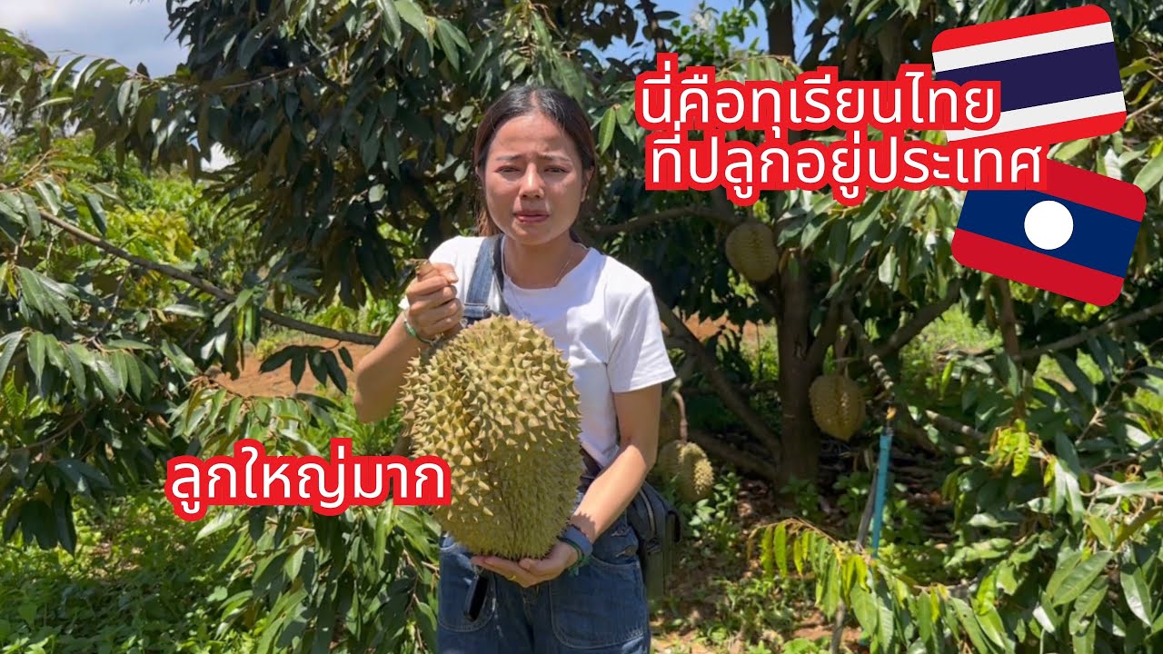 Посетите плантацию дурианов Монтонг в Лаосе. Давайте посмотрим, так же ли они вкусны, как и те, ч...