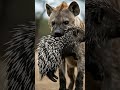 One bite, free piercings, What happens when a hyena disturbs Hachi & porcupine's nap? #野生動物 #animals