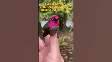 Огромное сердце маленькой колибри