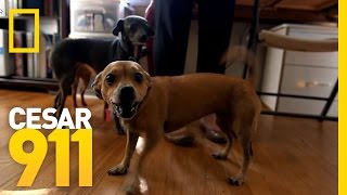 Why Little Dogs Are So Yappy? | Cesar 911