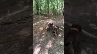 A Really Nice Relaxing Walk With Three Staffies X