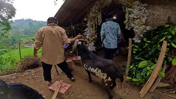 Pernikahan Viral Di Kandang Domba, Penuh Perjuangan Jajap Pengantin Di Kampung Jawa Barat, Garut