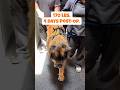 170-Pound Dog Stands Up 4 Days After Knee Surgery