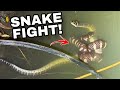 Venomous snakes fight thailand