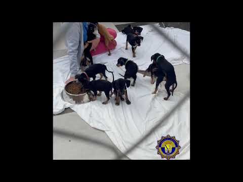 Cachorros rescatados en Dénia