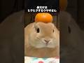 ヒクヒクさせちゃううさぎさん #うさぎ #動物