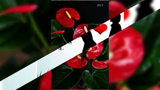 If This Is Love Darling By Melissa Manchester v108