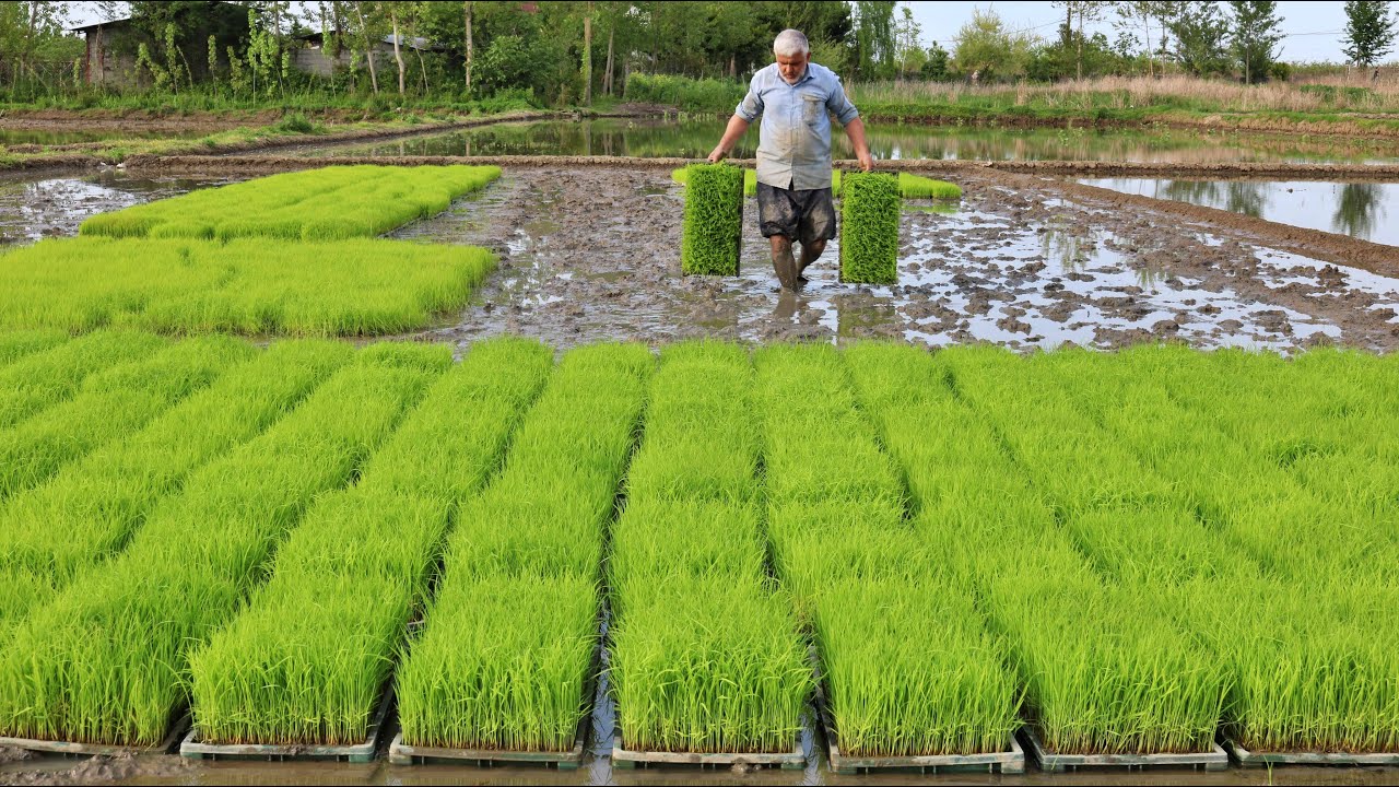 How To Rice Seeding With Plastic Tray | How To Prepare Rice Seedlings For Transplantation In Iran