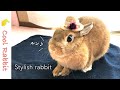 麦わら帽子でオシャレしたウサギはモデル志望｜Rabbit vlog No.109｜Stylish rabbit