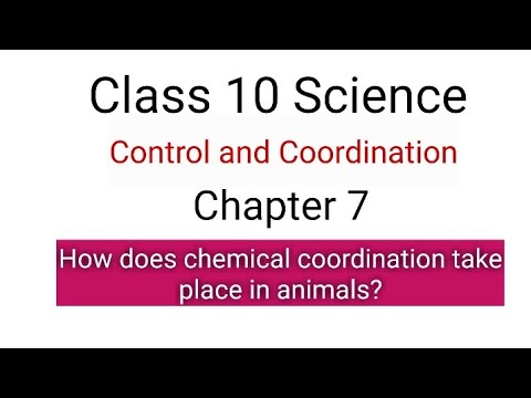 How does chemical coordination take place in animals? #cbse #education  #knowledge #science - YouTube