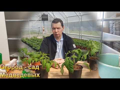 Preparing seeds and sowing tomatoes, peppers and eggplants for seedlings